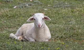 羊腰子的功效与作用 羊腰子有什么功效与作用