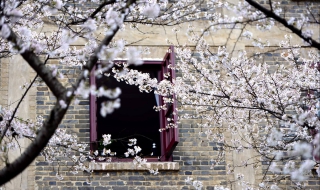 武汉大学春季赏樱 四个赏樱攻略