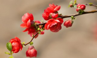 海棠花适合在室内养吗 海棠花是否适合在室内养的解析