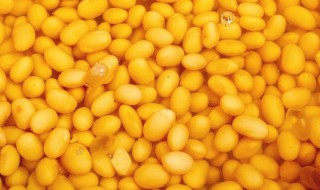 泡好的黄豆可以直接打豆浆吗 了解一下