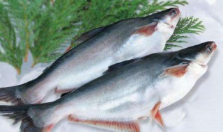 巴沙鱼能做酸菜鱼吗 巴沙鱼营养价值