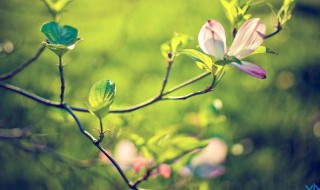 春暖花开的唯美句子押韵 有哪些比较好的句子