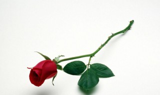 十九朵玫瑰代表什么意思 爱的最高点