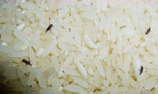 怎样能快速把大米和虫子分开 方法如下