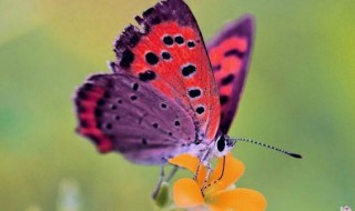 关于蝴蝶的唯美短句 关于蝴蝶的唯美短句有哪些