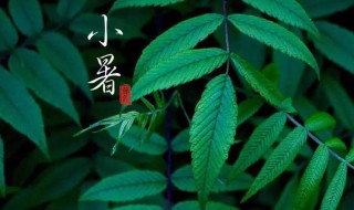 小暑的天气特点是怎么样的? 小暑的天气特点介绍