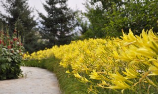 为什么开花的黄花菜不能吃 开花的黄花菜能不能吃