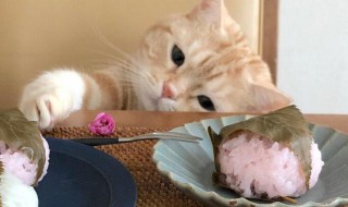 为什么猫不能吃人类的剩菜剩饭 猫不能吃人类的剩菜剩饭的原因