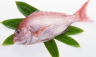 红三鱼的功效与作用及禁忌 红三鱼有什么功效