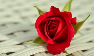 描写玫瑰的唯美句子 描写玫瑰的唯美句子精选