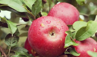 苹果的营养价值表 苹果的营养成分