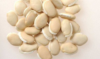 白扁豆的功效与作用和禁忌 白扁豆的功效禁忌简介