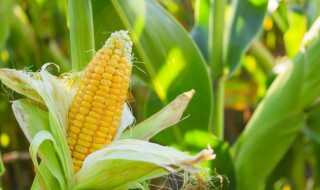 玉米的特点及功效作用 玉米的好处和特点介绍