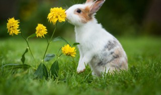 兔的营养价值 兔子的营养有哪些