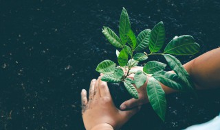 植树节的意义有哪些 植树节有什么意义