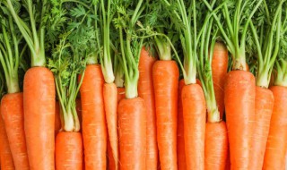 胡萝卜缨子的营养价值与功效作用 胡萝卜樱子的好处和营养有哪些