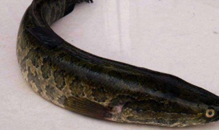 黑鱼的营养价值和禁忌 黑鱼的营养和注意事项有哪些