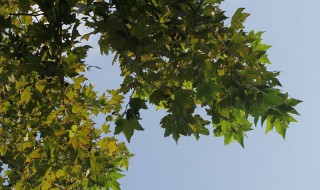 梧桐树的特点有哪些外形特征 梧桐树的特点简单介绍