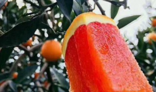 红心橙子的营养价值 红心橙子的营养价值是什么