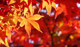 秋的拼音怎么写 秋的意思