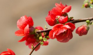 红瘦指的是哪种花 红瘦指的是海棠花