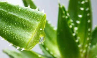 芦荟怎样做面膜 芦荟做面膜的方法