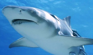 鲨鱼用什么呼吸 鲨鱼用鳃呼吸