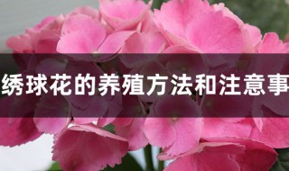 养绣球花的方法 绣球花喜欢什么土壤