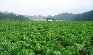 夏至种什么农作物 夏至种农作物有哪些