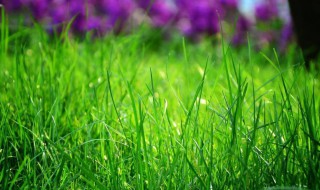 关于小草的诗句 关于小草的诗句有哪些