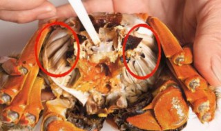大闸蟹什么部位不能吃 大闸蟹哪个部位不能吃