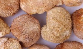 干猴头菇能直接打粉吗 干猴头菇能不能直接打粉