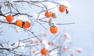 脆柿子是寒性水果吗 脆柿子属于什么水果
