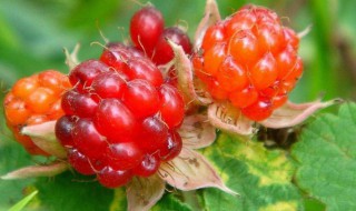 山莓能不能生吃 山莓可以生吃吗
