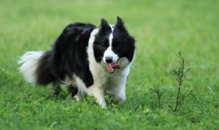 边境牧羊犬的正确喂养方法以及注意事项 关于边境牧羊犬的正确喂养方法以及注意事项