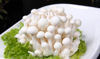 海鲜菇不能和什么食物一起吃 不能和海鲜菇同时吃的食物