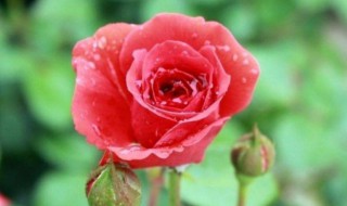 玫瑰花的作用 玫瑰花的作用有什么