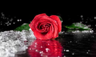 玫瑰花的作用与功效 玫瑰花的相关知识
