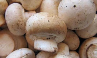 口蘑的柄能不能吃 口蘑的柄能吃吗
