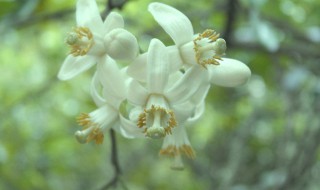 柚子花的作用与功效 柚子花的作用与功效分享