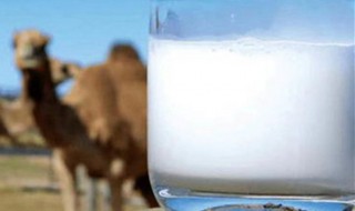 骆驼奶有什么功效和作用 骆驼奶功效和作用介绍