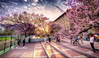 武汉大学赏樱预约，樱花飘落的速度，是秒速五厘米哦