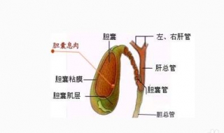 胆囊息肉不能吃什么 患者要注意这些点