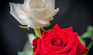 白玫瑰与红玫瑰的寓意 白玫瑰与红玫瑰的寓意是什么