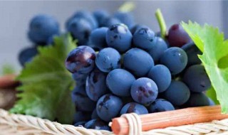 蓝莓发酵方法 蓝莓发酵的方法与步骤