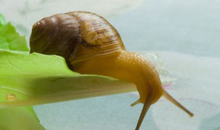 蜗牛的特点和生活特征 蜗牛的特点和生活特征是什么