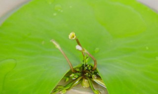 金银莲花的养殖方法 金银莲花如何养殖