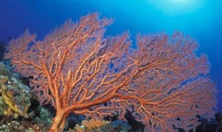 珊瑚的意思 珊瑚象征着什么