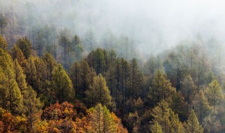 关于森林作用的资料 森林只能用来绿化环境吗