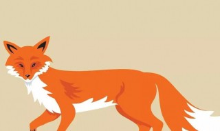 关于狐狸资料 关于狐狸资料简介